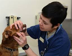 Pet Insurance and Pre-Existing Conditions